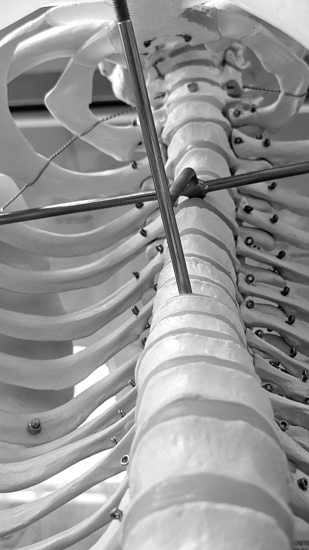 Colonne vertébrale